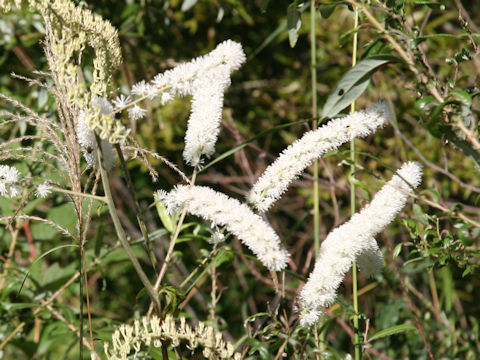 Cimicifuga simplex