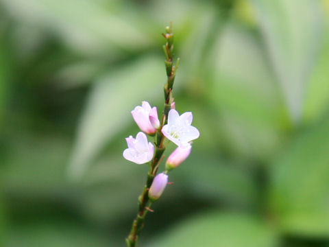 Persicaria conspicua