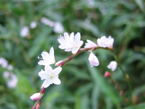 Persicaria conspicua