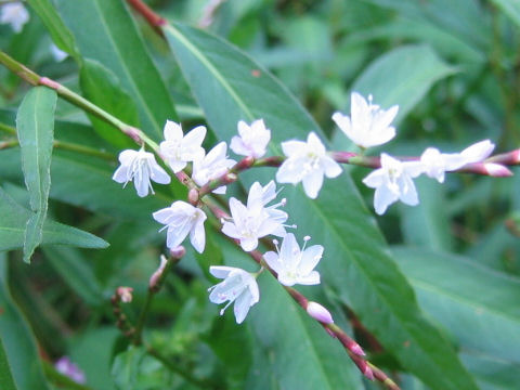 Persicaria conspicua