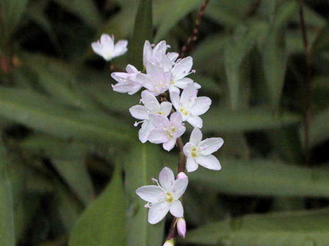 Persicaria conspicua