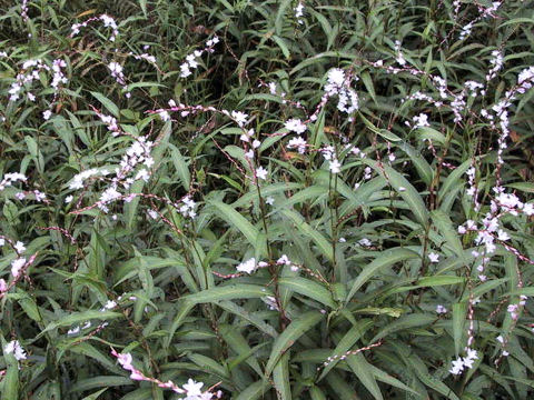 Persicaria conspicua