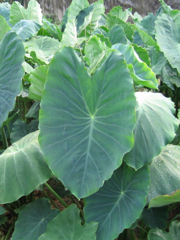 Colocasia esculenta