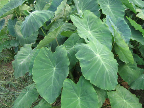 Colocasia esculenta