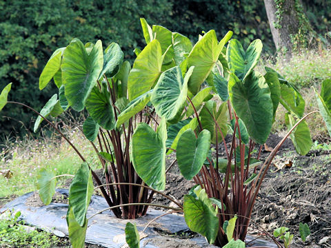 Colocasia esculenta