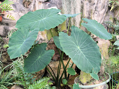 Colocasia esculenta