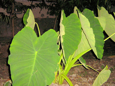 Colocasia esculenta