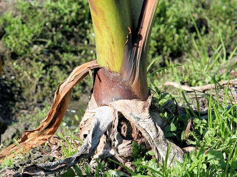 Colocasia esculenta