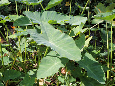 Colocasia esculenta