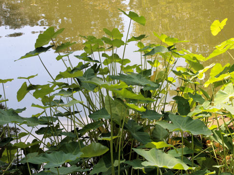 Colocasia esculenta