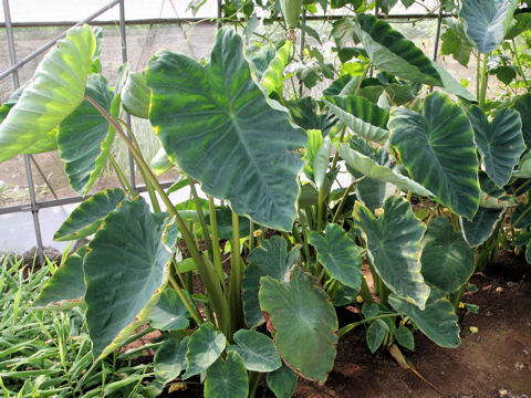 Colocasia esculenta