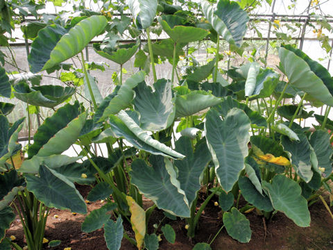 Colocasia esculenta