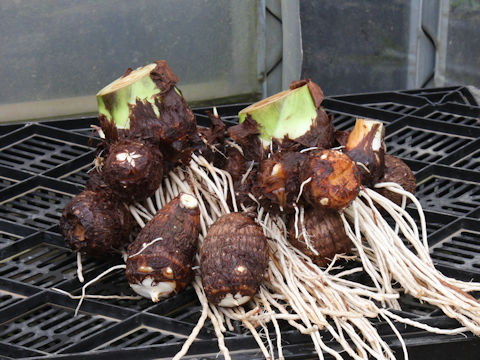 Colocasia esculenta