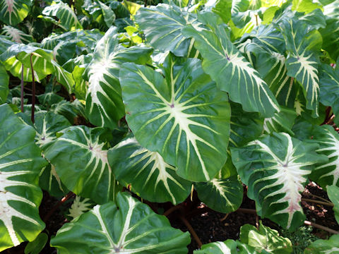 Colocasia esculenta cv. Lava