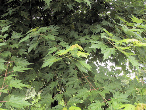 Acer saccharum