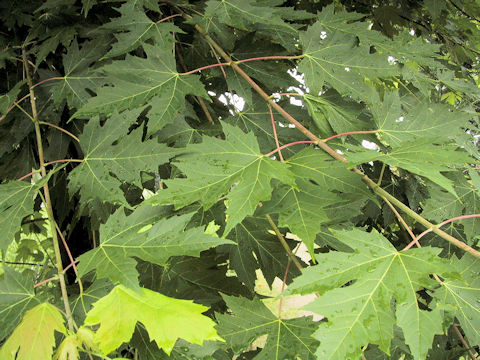 Acer saccharum