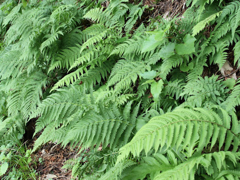 Athyrium deltoidofrons