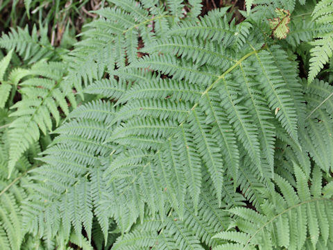 Athyrium deltoidofrons