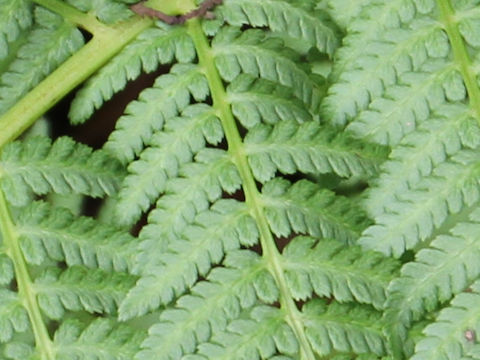 Athyrium deltoidofrons