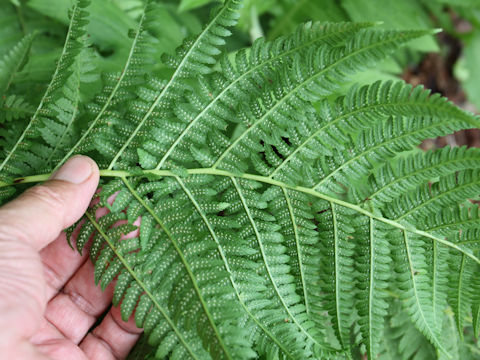 Athyrium deltoidofrons