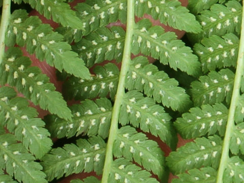 Athyrium deltoidofrons