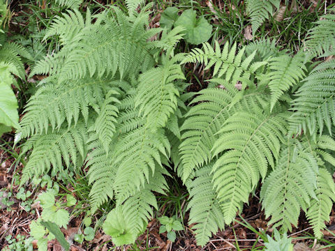 Athyrium deltoidofrons