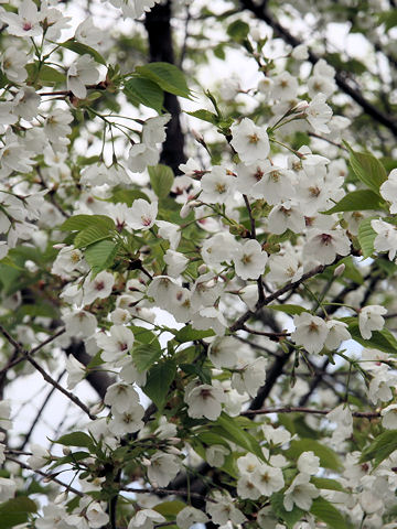 Prunus lannesiana cv.