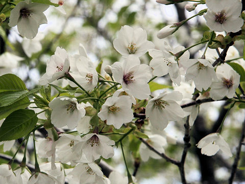 Prunus lannesiana cv.