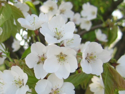 Prunus lannesiana cv.