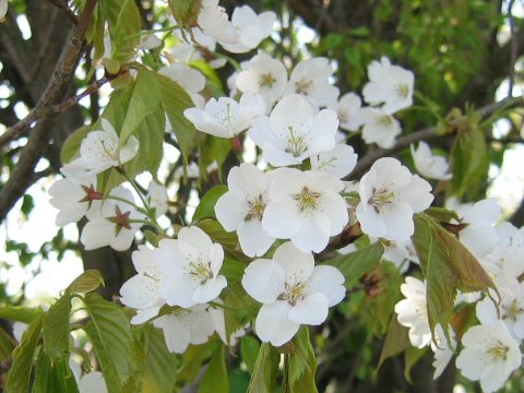 Prunus lannesiana cv.