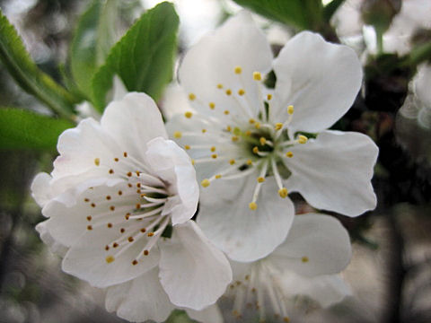 Prunus lannesiana cv.