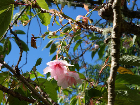 Prunus lannesiana cv.