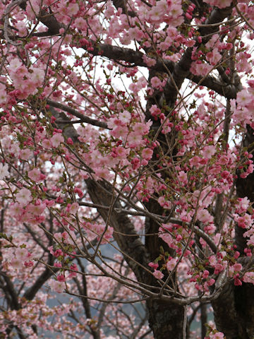 Prunus lannesiana cv.