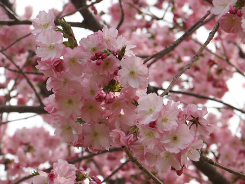 Prunus lannesiana cv.