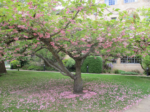 Prunus lannesiana cv.