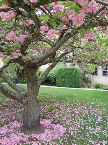 Prunus lannesiana cv.