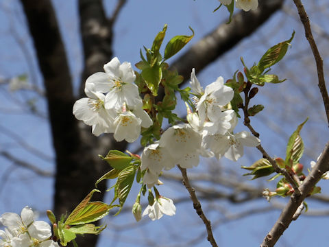 Prunus lannesiana cv.