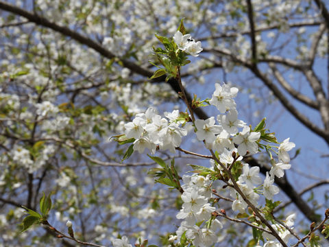 Prunus lannesiana cv.