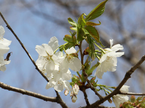 Prunus lannesiana cv.