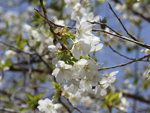 Prunus lannesiana cv.