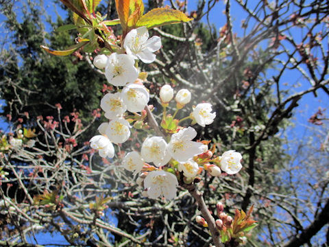 Prunus lannesiana cv.