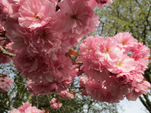 Prunus lannesiana cv.