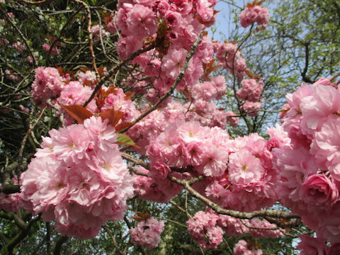 Prunus lannesiana cv.