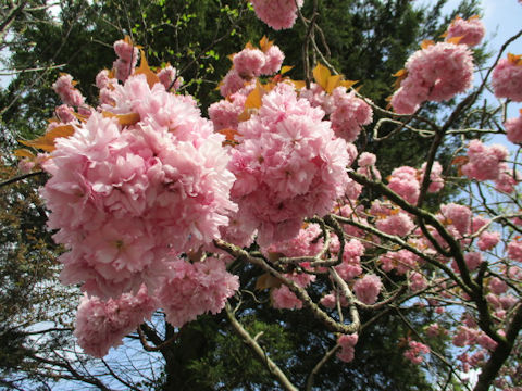 Prunus lannesiana cv.