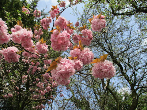 Prunus lannesiana cv.