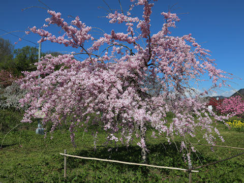 Prunus lannesiana cv.