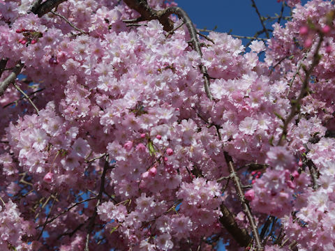 Prunus lannesiana cv.