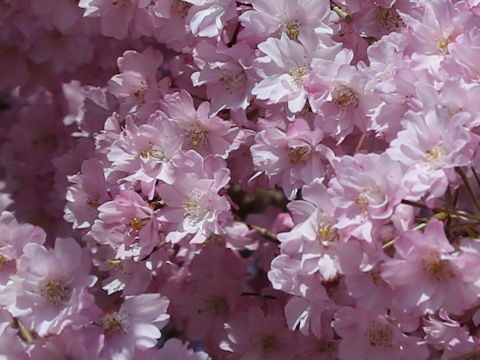 Prunus lannesiana cv.