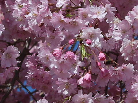 Prunus lannesiana cv.
