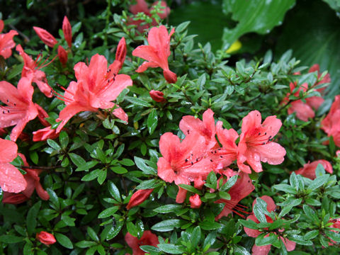 Rhododendron indicum